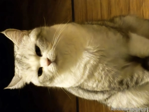 Britisch Kurzhaarkatze silver Bild 3