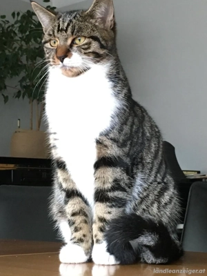 Beide Katzen vermisst