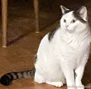 Beide Katzen vermisst Bild 2