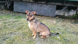 Hund Rüde Mischling Bild 3