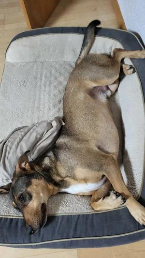 Hund Rüde Mischling Bild 2