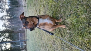 Hund Rüde Mischling Bild 4