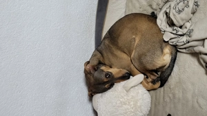 Hund Rüde Mischling Bild 5