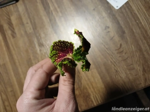 Coleus  Stained Glassworks Spacecake    Sammler-Edition  Bild 3