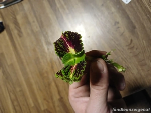 Coleus  Stained Glassworks Spacecake    Sammler-Edition  Bild 4