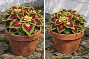 Coleus  Stained Glassworks Spacecake    Sammler-Edition  Bild 5