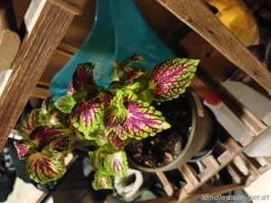 Coleus  Stained Glassworks Spacecake    Sammler-Edition  Bild 2