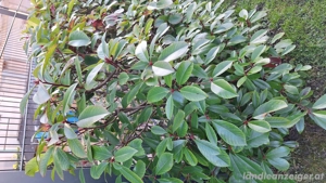 Gartenhecke Glanzmispel Bild 2