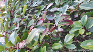 Gartenhecke Glanzmispel Bild 3