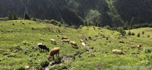 Satteinser Alp Bild 3