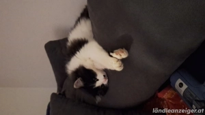 Katze zugelaufen Tisis  Bild 4