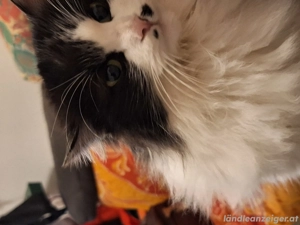 Katze zugelaufen Tisis  Bild 3