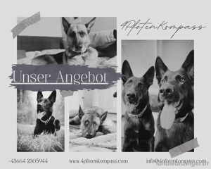 Hundetraining Bild 2