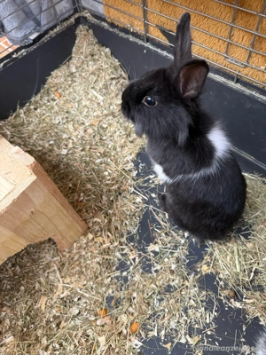 Zwergkaninchen  Bild 2