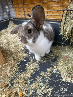 Zwergkaninchen  Bild 3