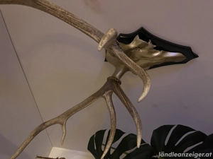 Hirschgeweih  Bild 2