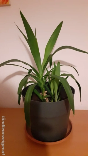 Yucca Palme um je 10.- Euro zu verkaufen