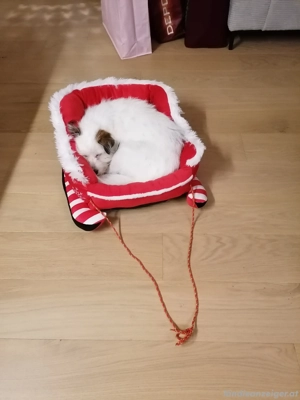 Esstisch Massivholz Eiche weiß Bild 3