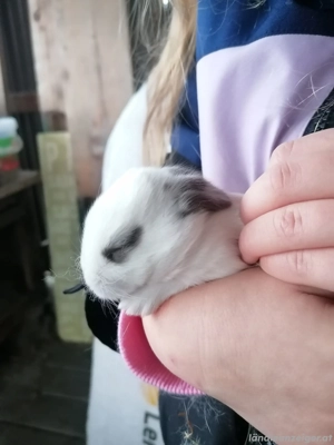 Handzahme Babyhasen zu verschenken Bild 2