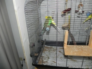 Wellensittiche samt Käfig.