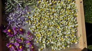 Grundstück gesucht für einen naturnahen Garten Bild 6