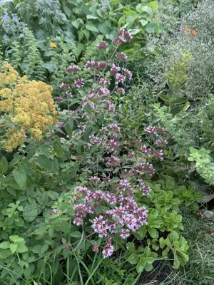 Grundstück gesucht für einen naturnahen Garten Bild 9