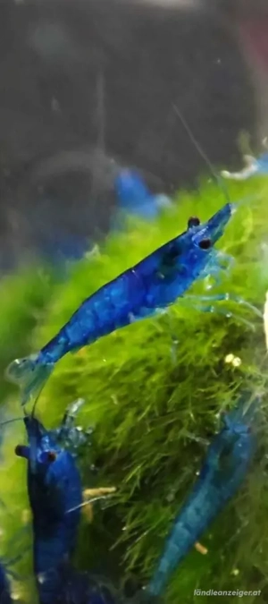 Blue dream garnelen fürs aquarium