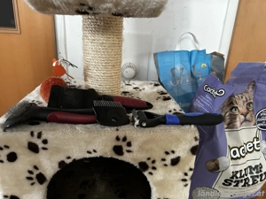 Katzen-Kratzbaum mit Zubehör  Bild 2