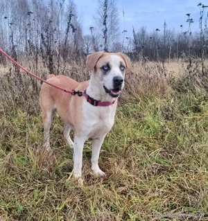 Jessie sucht ein aktives Leben Bild 4