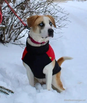 Jessie sucht ein aktives Leben Bild 2