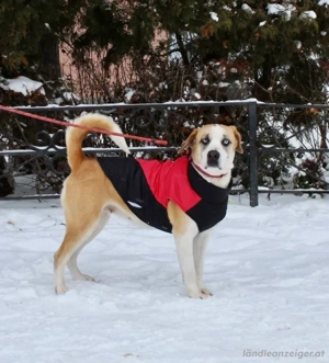 Jessie sucht ein aktives Leben Bild 3