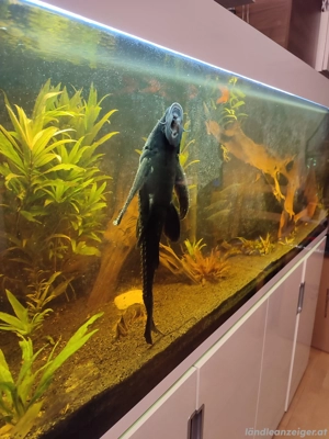 Verkaufe Aquarium  Bild 3