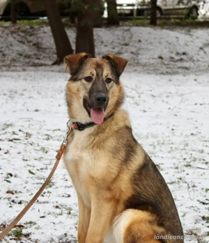 Wundervolle Lapa sucht ihre treuen Menschen Bild 3