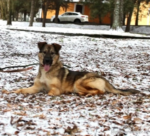 Wundervolle Lapa sucht ihre treuen Menschen Bild 2