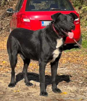 Wind freut sich auf ein liebevolles Zuhause Bild 5