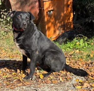 Wind freut sich auf ein liebevolles Zuhause Bild 2