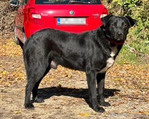 Wind freut sich auf ein liebevolles Zuhause Bild 4