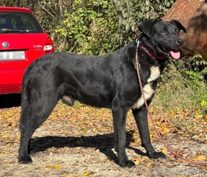 Wind freut sich auf ein liebevolles Zuhause Bild 3