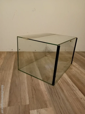 Glas Terrarium  Bild 4