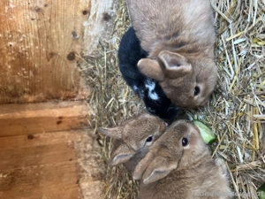 10 Wochen alte Zwerg Hasen  Bild 2