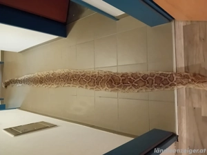 Schlangenhaut Bild 2