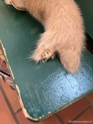 Sammlerstück Bild 4