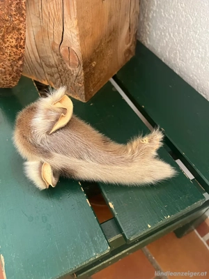 Sammlerstück Bild 3