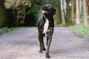 Sanfte Lada sucht liebevolles zuhause Bild 3