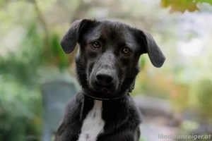 Sanfte Lada sucht liebevolles zuhause Bild 2