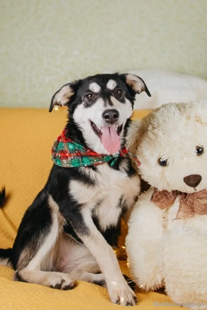 Süße Mia wartet auf ihre Menschen