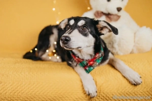 Süße Mia wartet auf ihre Menschen Bild 3