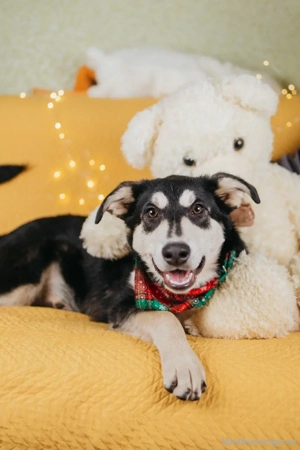 Süße Mia wartet auf ihre Menschen Bild 2