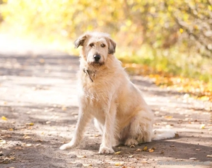 Willie sucht liebevolle Menschen Bild 3