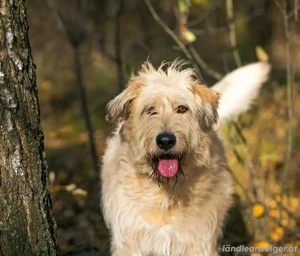 Willie sucht liebevolle Menschen Bild 2